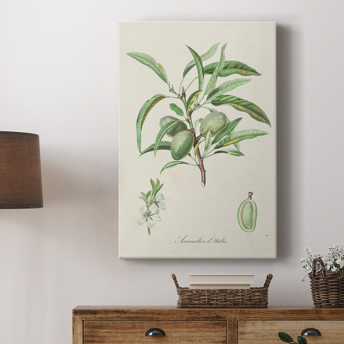 Antique Almond Botanical III - Canvas Art Print