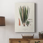 Botanical Society Ferns V - Canvas Art Print