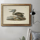 Audubons Brown Pelican - Ornate Framed Canvas Print