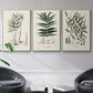 Botanical Society Ferns X - Framed Premium Gallery Wrapped Canvas L Frame 3 Piece Set - Ready to Hang