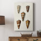 Cone Shell Collection II - Canvas Art Print