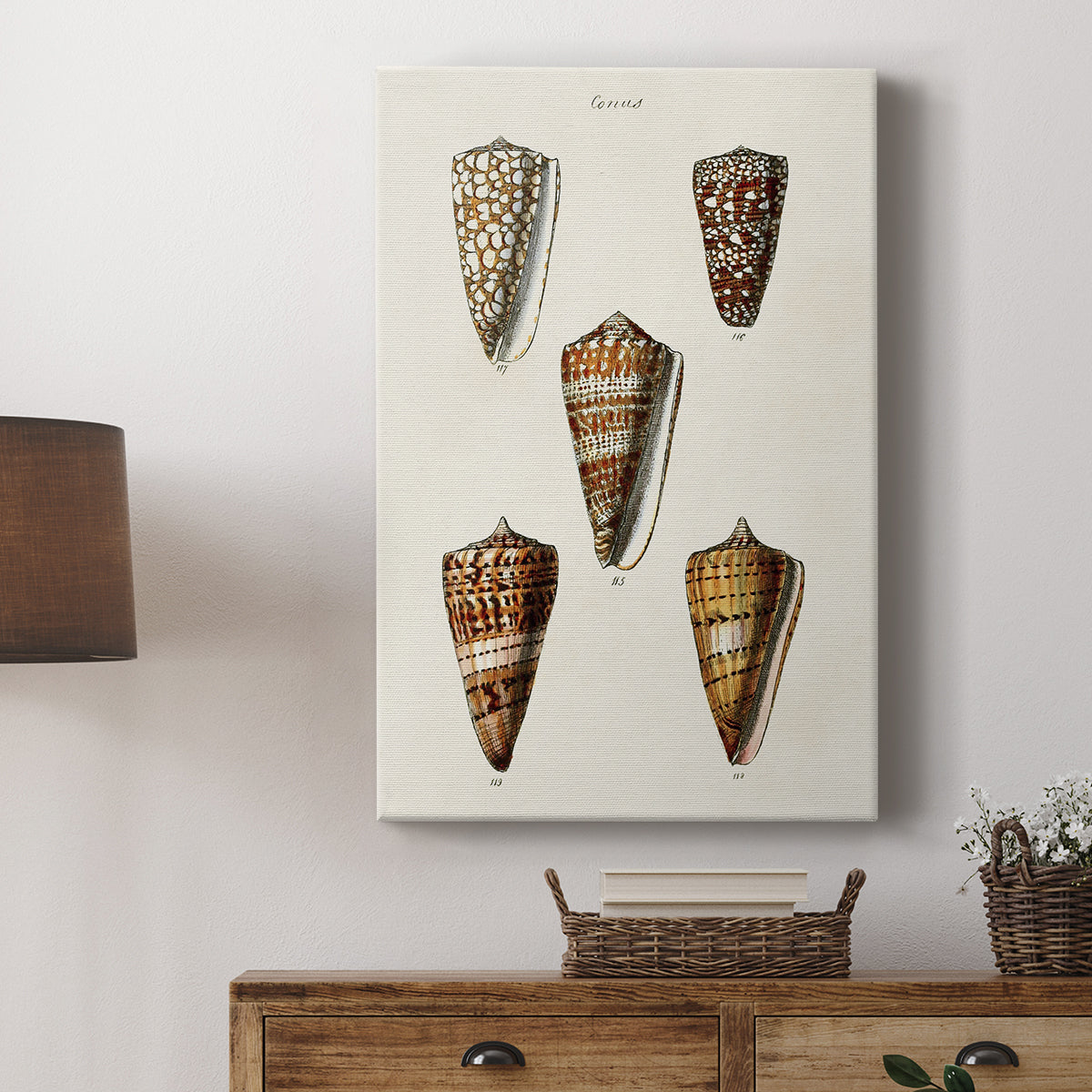 Cone Shell Collection II - Canvas Art Print