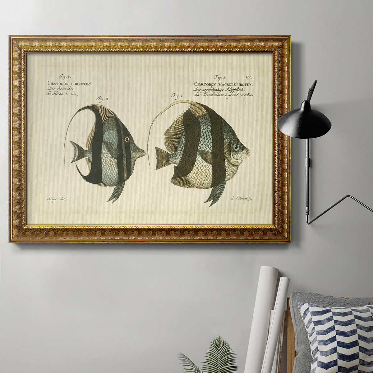 Bloch Antique Fish I Premium Framed Canvas- Ready to Hang