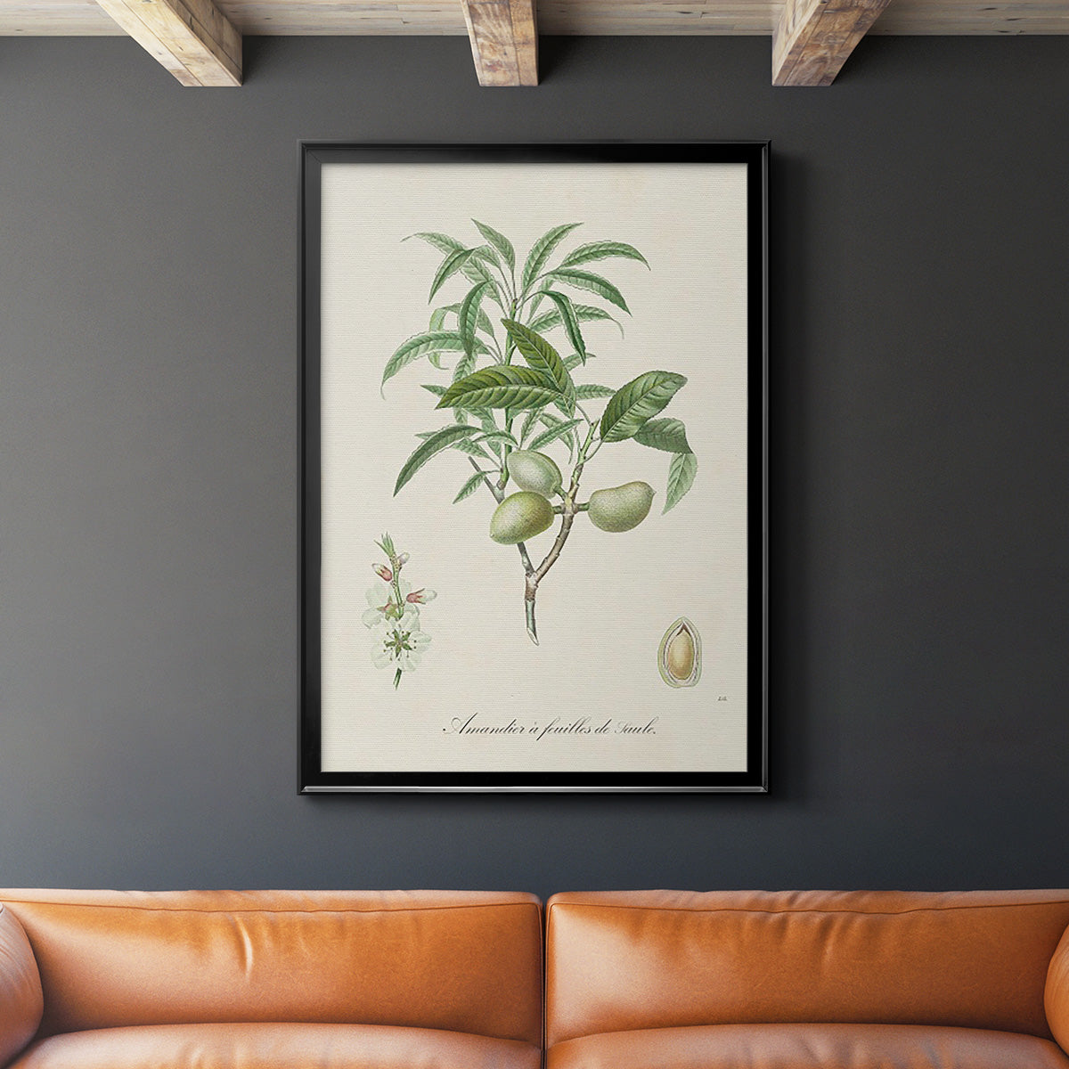 Antique Almond Botanical II - Modern Framed Canvas Print