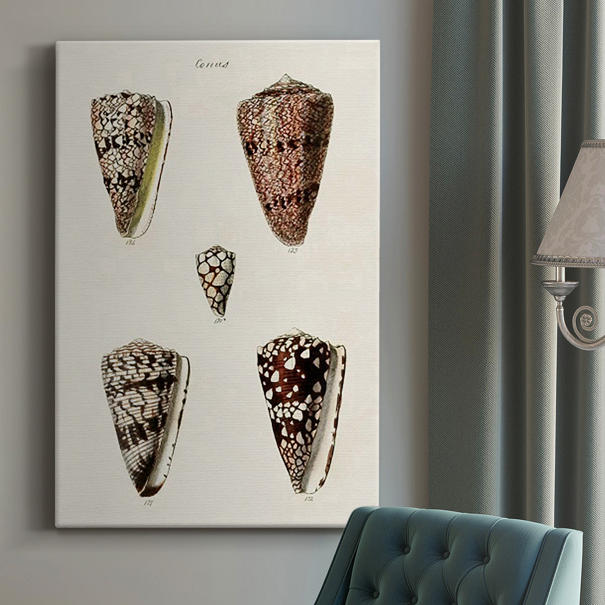 Cone Shell Collection III Premium Gallery Wrapped Canvas - Ready to Hang