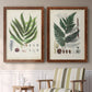 Set of two maple barnwood framed canvas prints depicting two natural-history fern plates featuring vintage fern specimens with botanical details above a sideboard in a cozy sitting room.