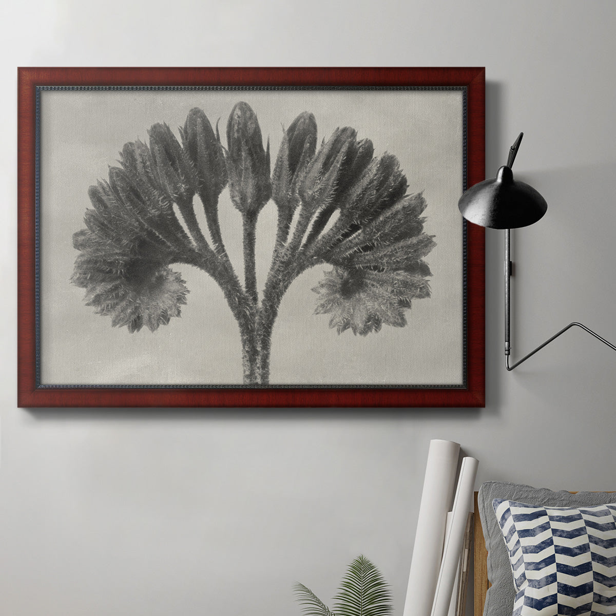 Vintage botanical plant study photograph by Karl Blossfeldt in an ornate cherry burl wood frame displayed in a neutral interior setting.