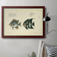 Bloch Antique Fish II Premium Framed Canvas- Ready to Hang