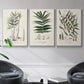 Botanical Society Ferns X - Framed Premium Gallery Wrapped Canvas L Frame 3 Piece Set - Ready to Hang