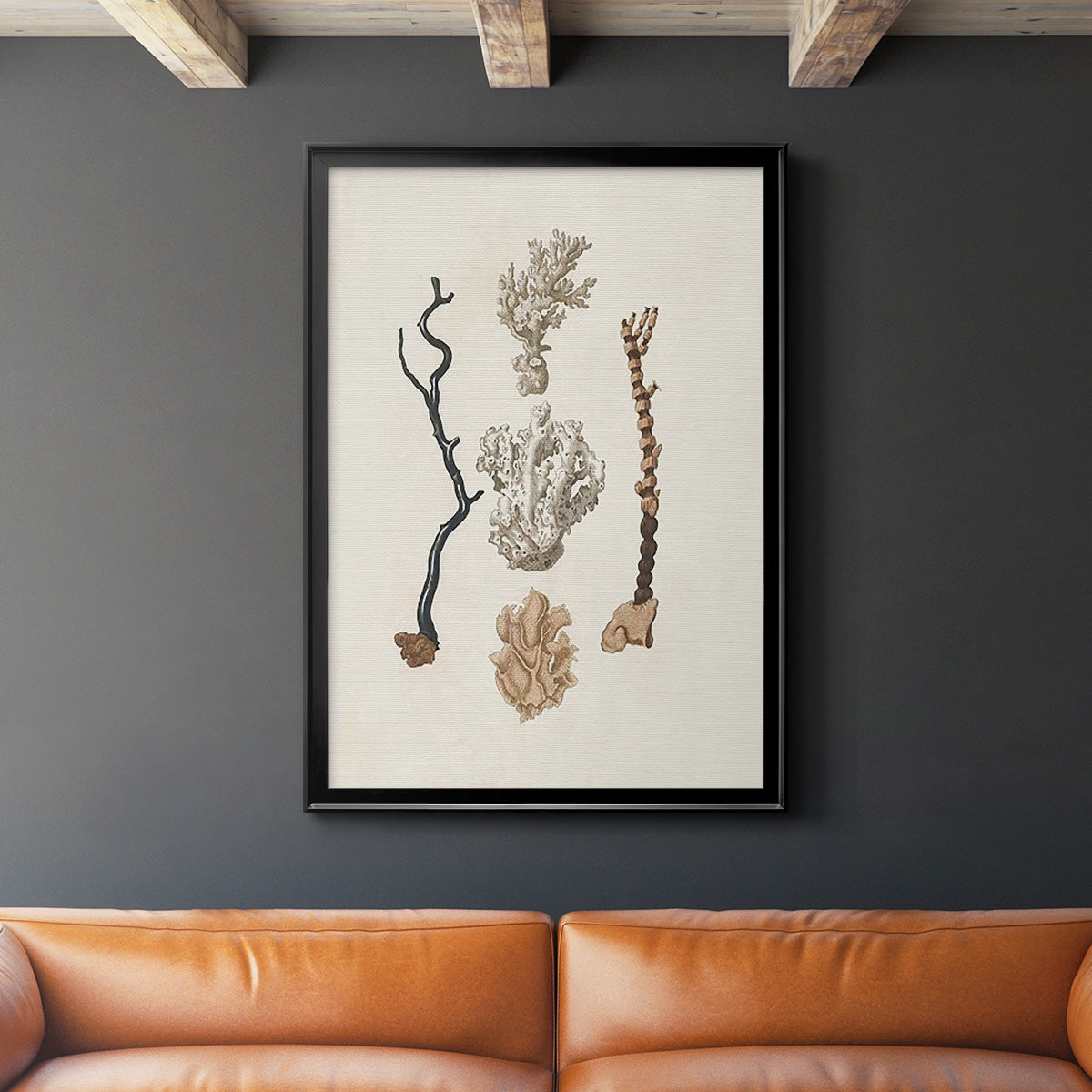 Knorr Shells & Coral V - Modern Framed Canvas Print