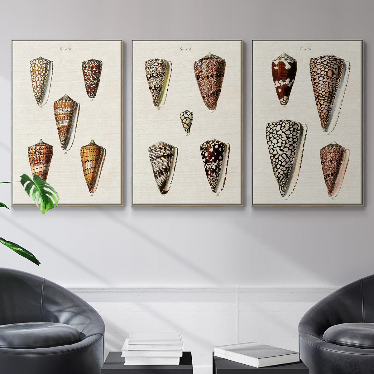 Cone Shell Collection I - Framed Premium Gallery Wrapped Canvas L Frame 3 Piece Set - Ready to Hang