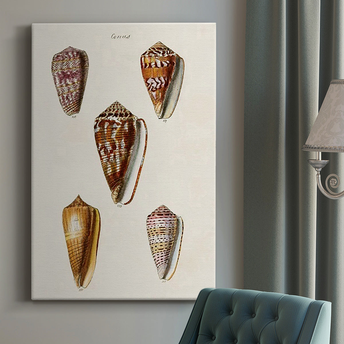 Cone Shell Collection VI Premium Gallery Wrapped Canvas - Ready to Hang