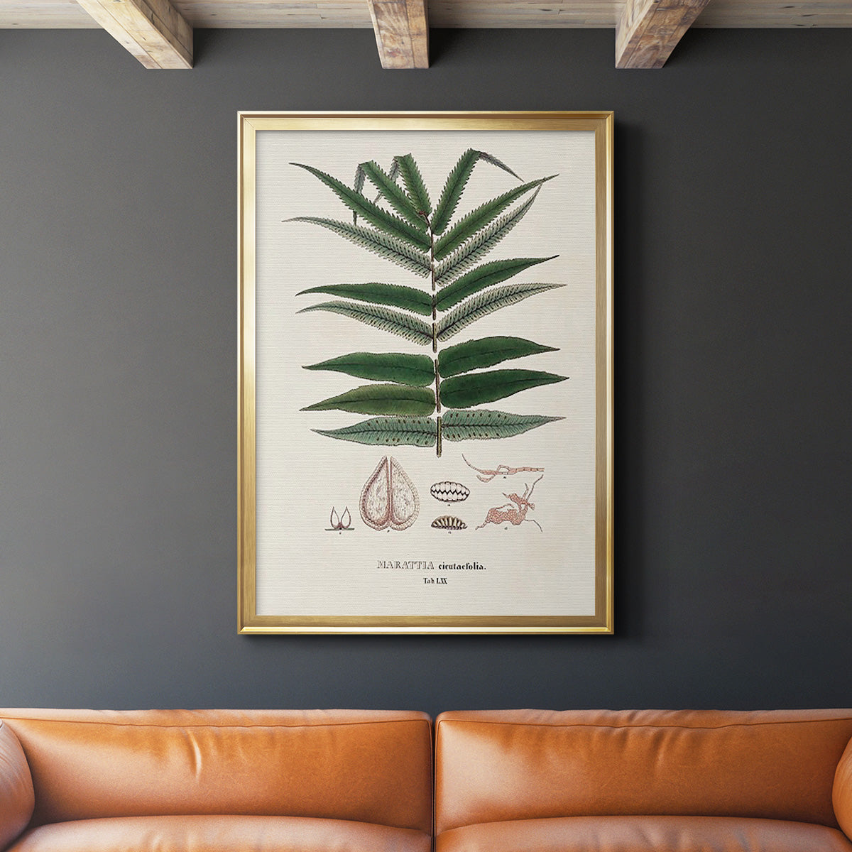 Botanical Society Ferns XII - Modern Framed Canvas Print