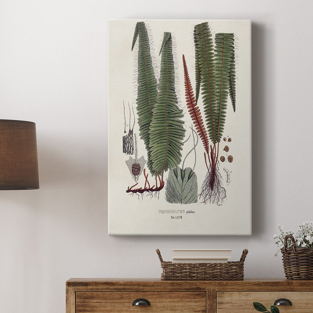 Botanical Society Ferns IV - Canvas Art Print