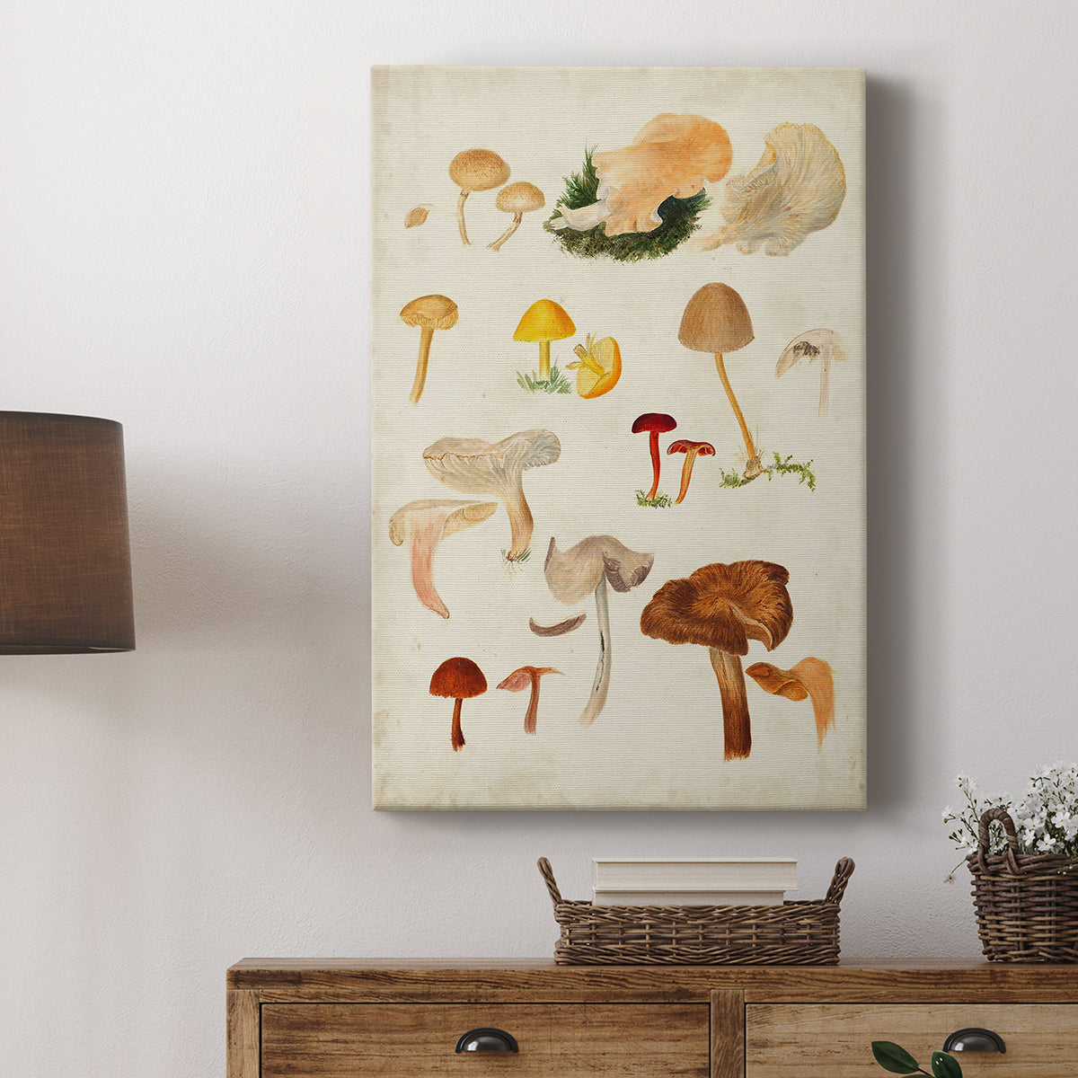 Mushroom Species XII - Canvas Art Print
