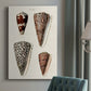 Cone Shell Collection I Premium Gallery Wrapped Canvas - Ready to Hang