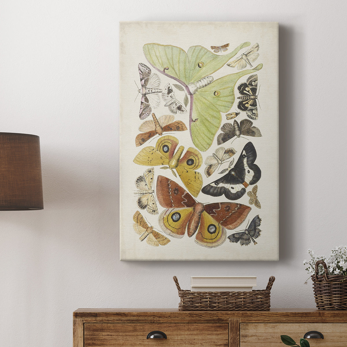 Antique Moths I - Canvas Art Print