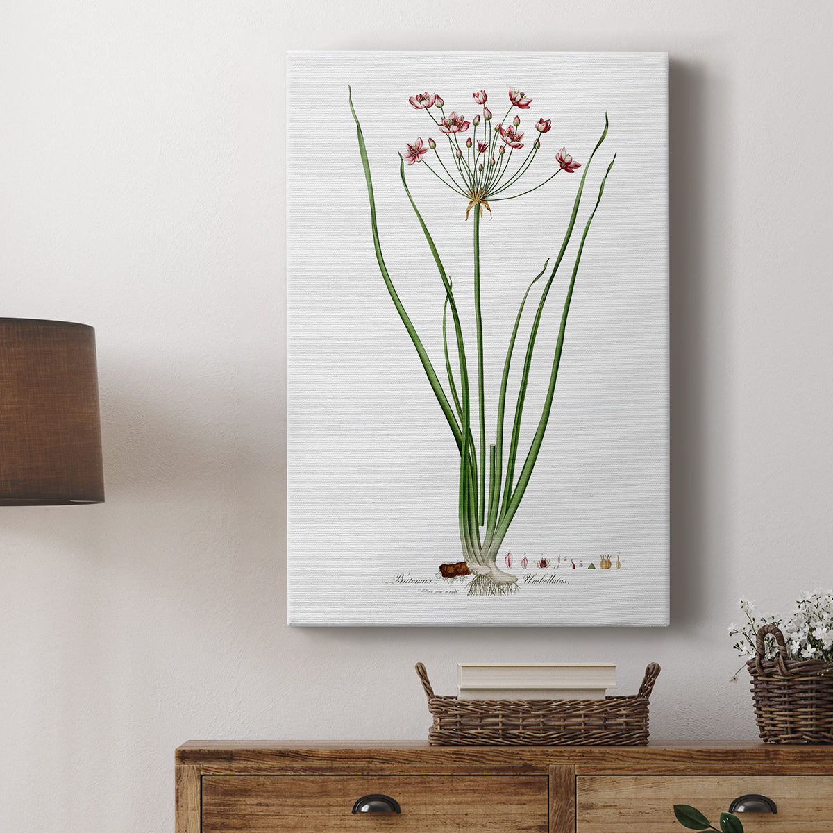 Rose Botanical II - Canvas Art Print