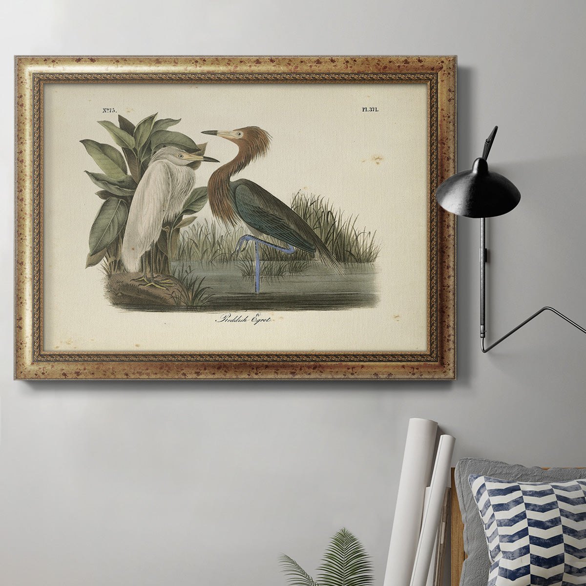 Audubons Reddish Egret Premium Framed Canvas- Ready to Hang