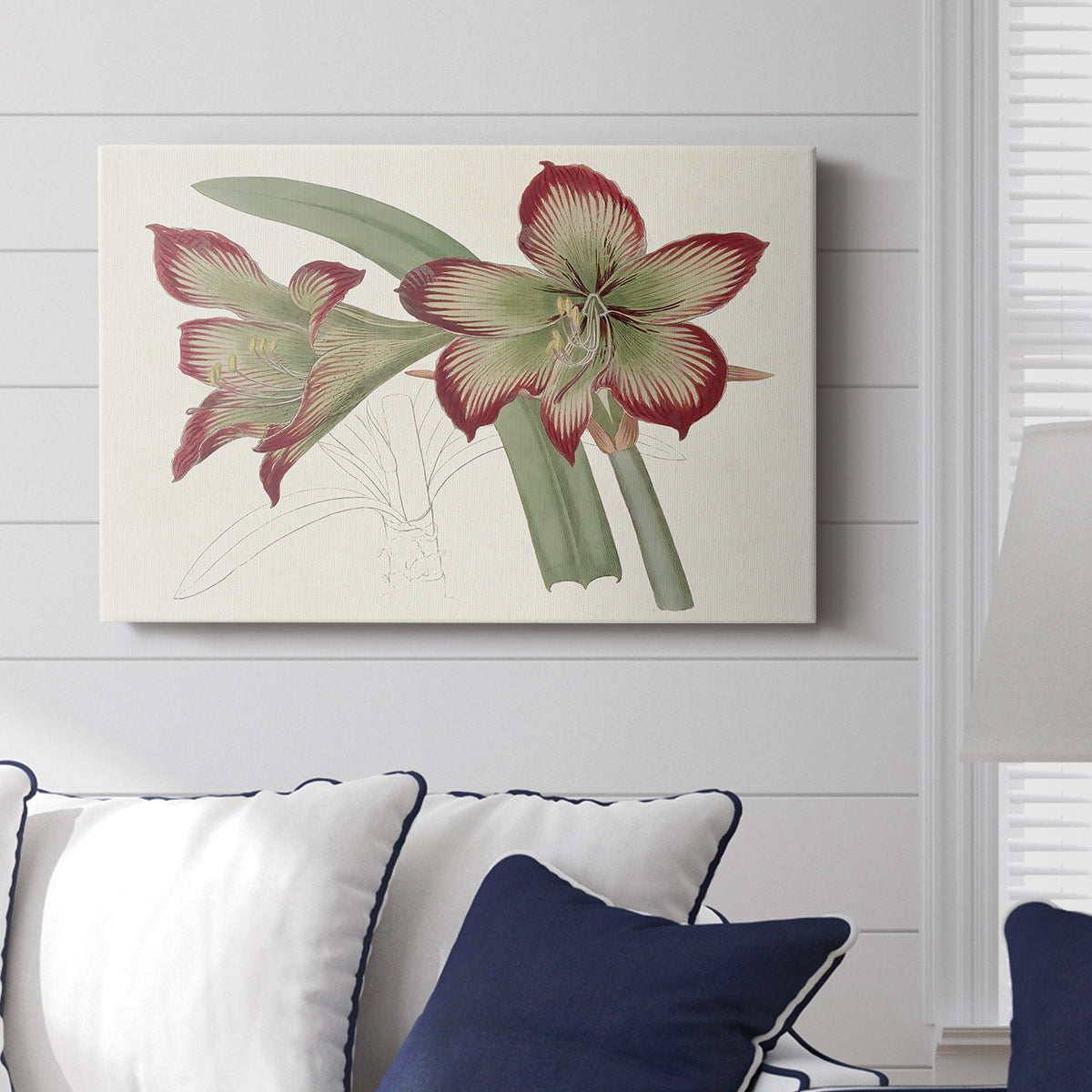 Amaryllis Varietals IV - Canvas Art Print