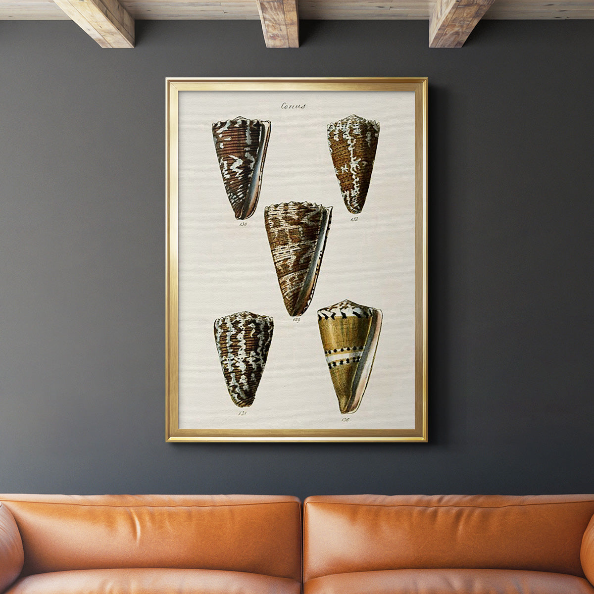 Cone Shell Collection V - Modern Framed Canvas Print