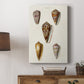 Cone Shell Collection VI - Canvas Art Print