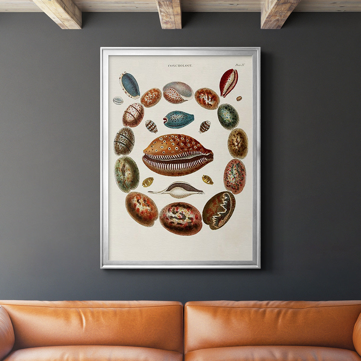 Spiral Shell Formation II - Modern Framed Canvas Print