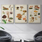 Mushroom Species IV - Framed Premium Gallery Wrapped Canvas L Frame 3 Piece Set - Ready to Hang