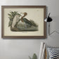 Audubons Reddish Egret Premium Framed Canvas- Ready to Hang