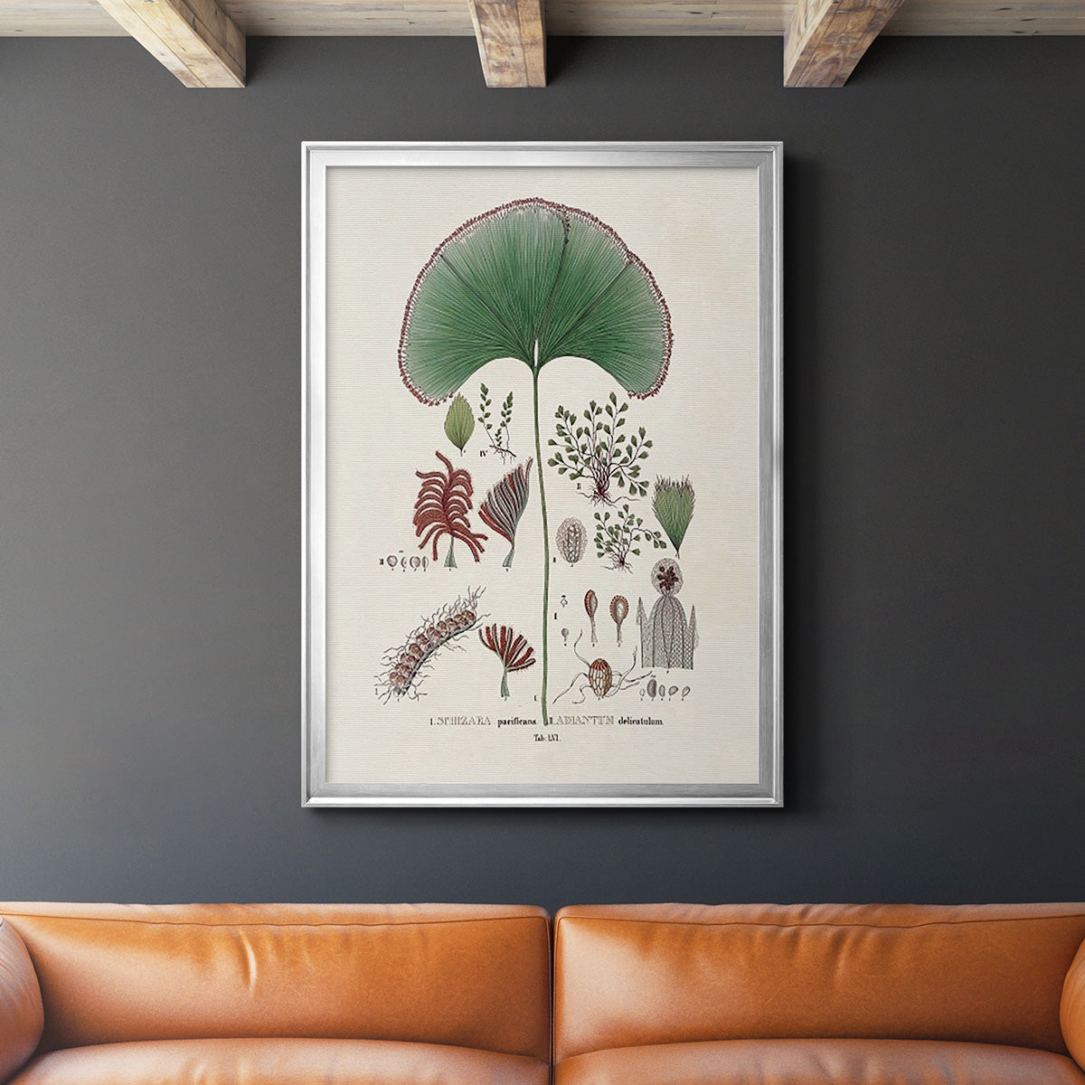 Botanical Society Ferns III - Modern Framed Canvas Print