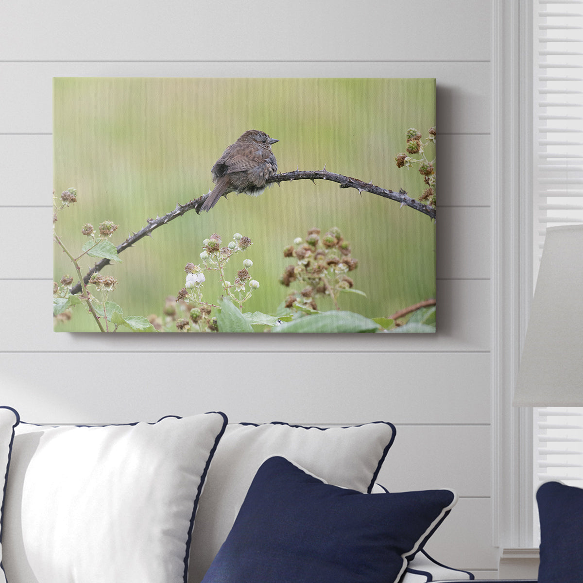 Resting Sparrow - Canvas Art Print