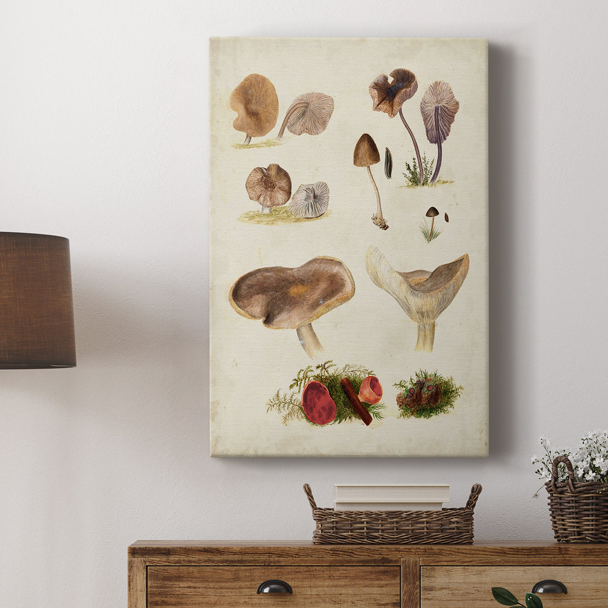 Mushroom Species III - Canvas Art Print
