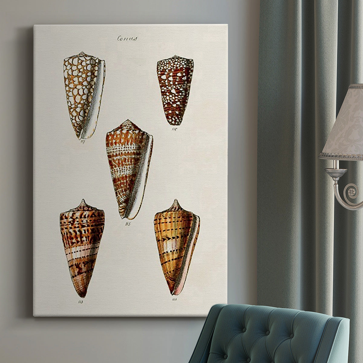 Cone Shell Collection II Premium Gallery Wrapped Canvas - Ready to Hang