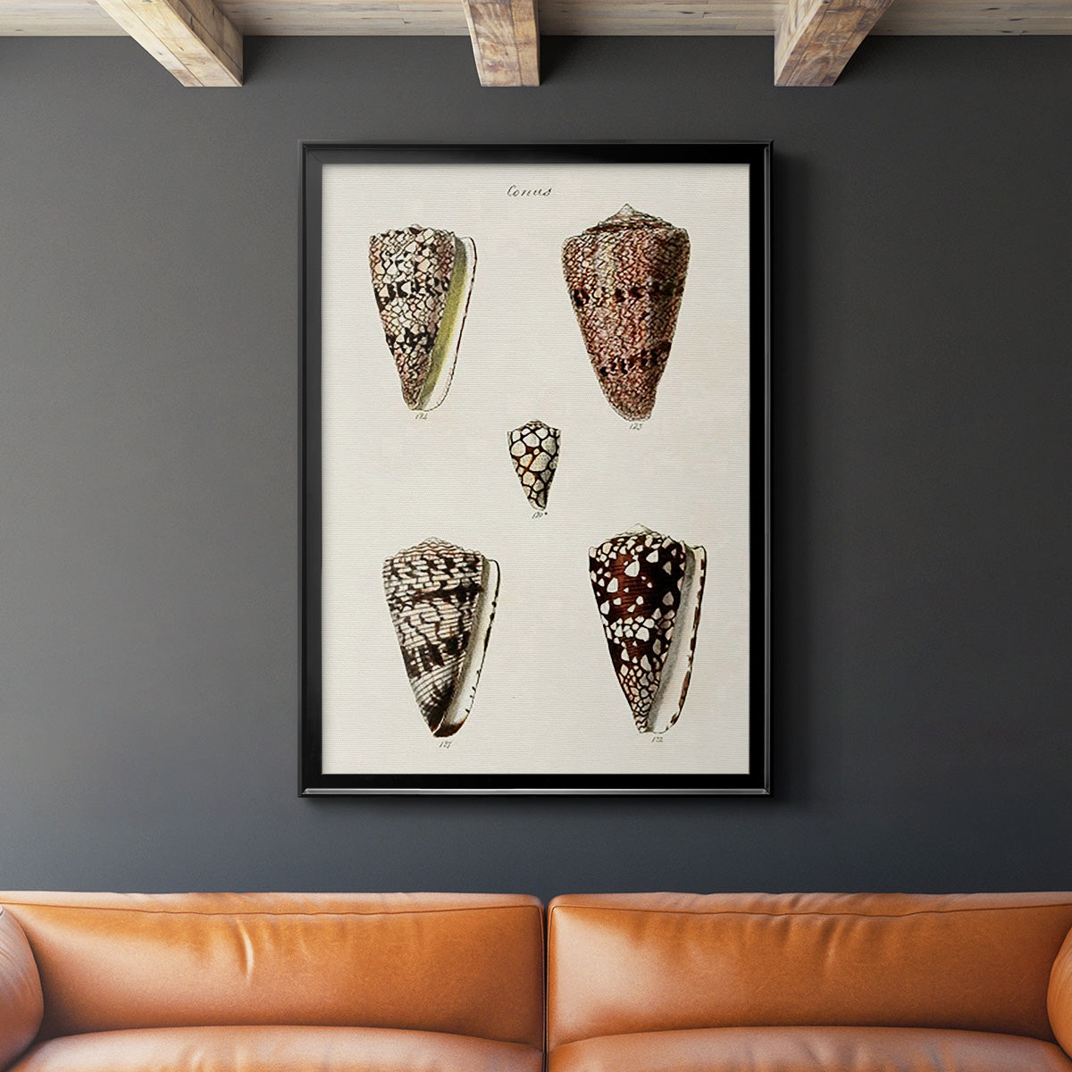 Cone Shell Collection III - Modern Framed Canvas Print
