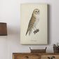 French Owls VI - Canvas Art Print
