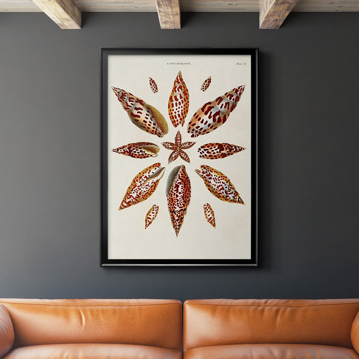 Spiral Shell Formation I - Modern Framed Canvas Print