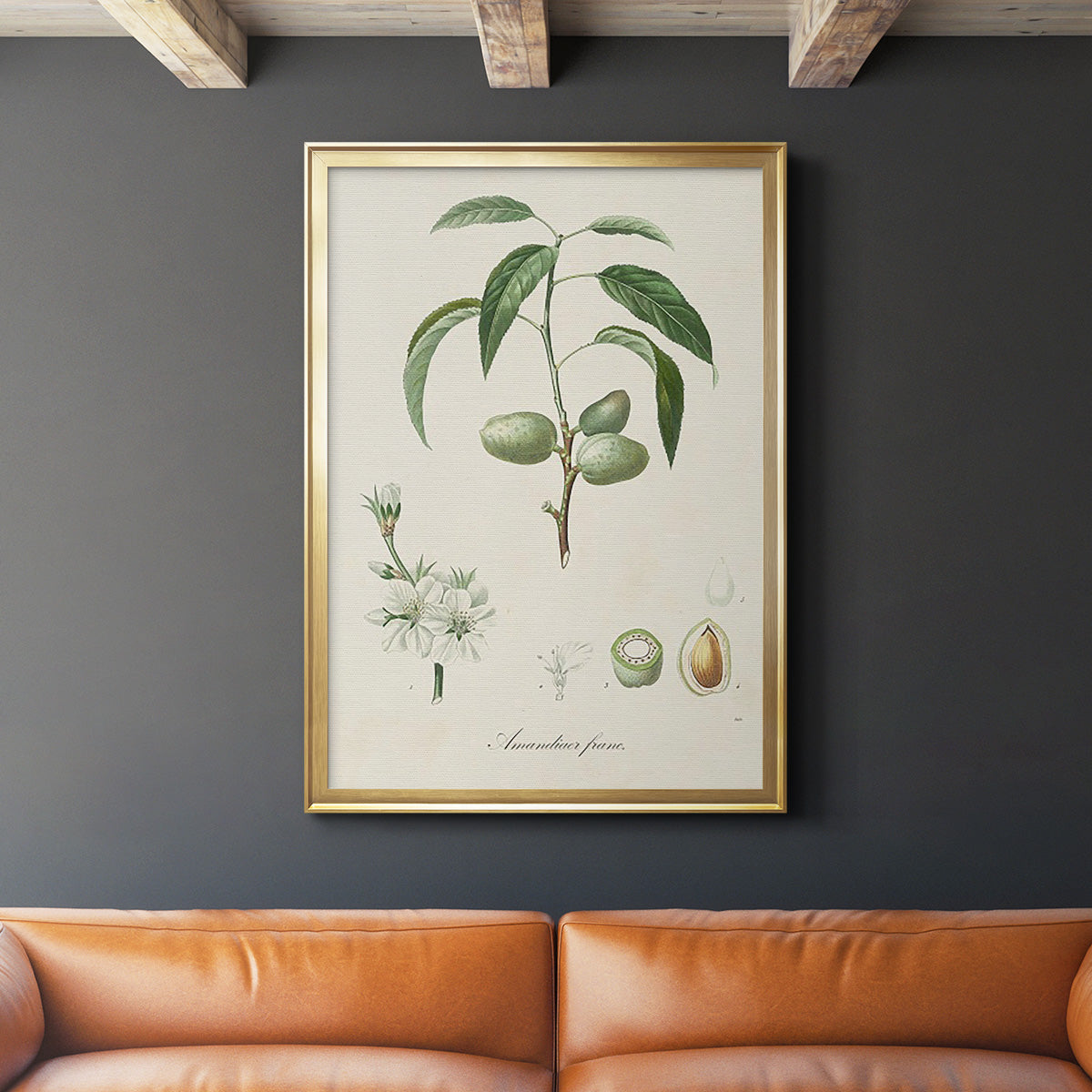 Antique Almond Botanical I - Modern Framed Canvas Print