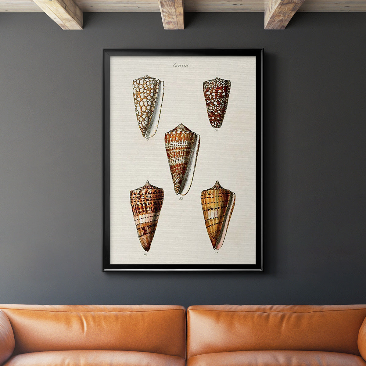 Cone Shell Collection II - Modern Framed Canvas Print
