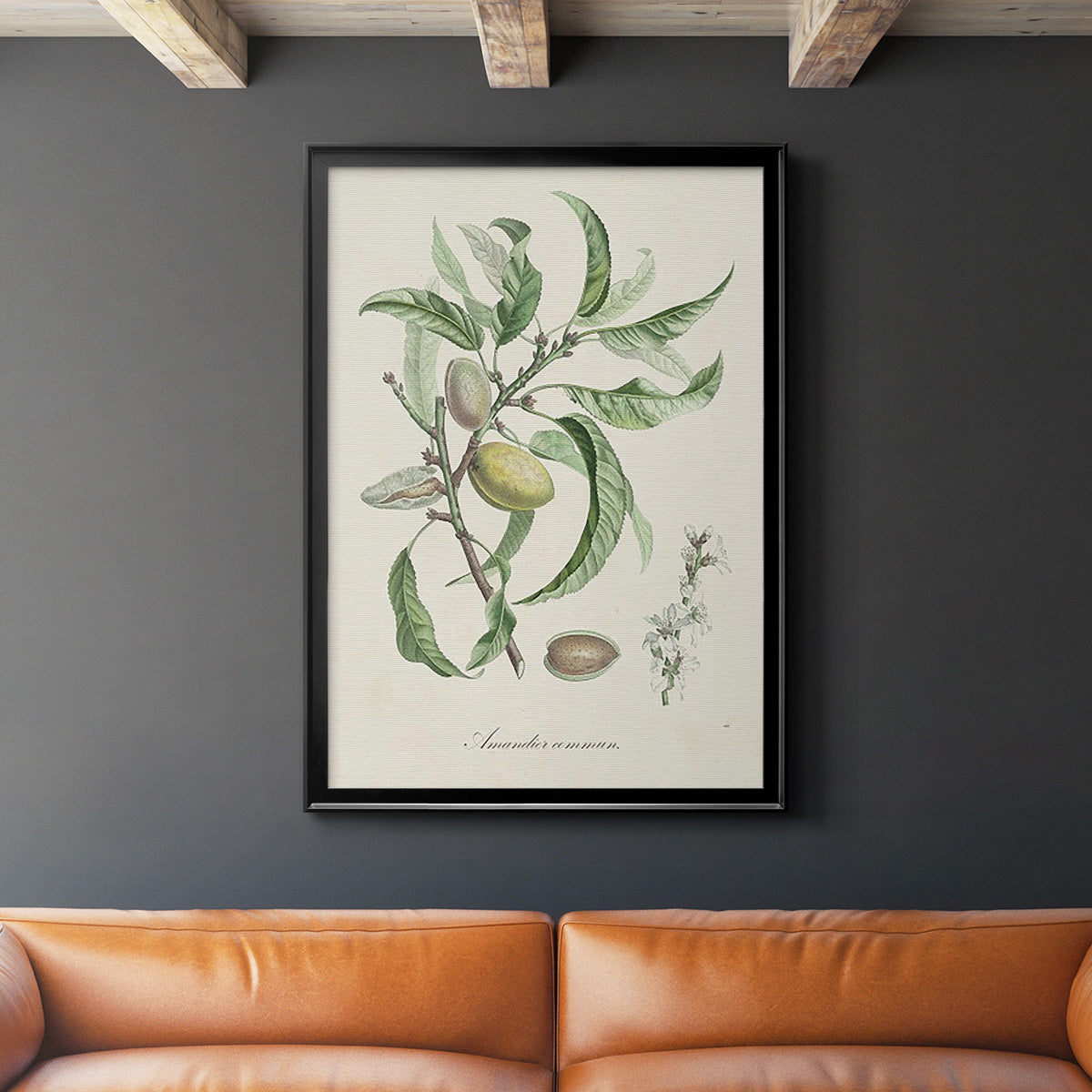 Antique Almond Botanical IV - Modern Framed Canvas Print