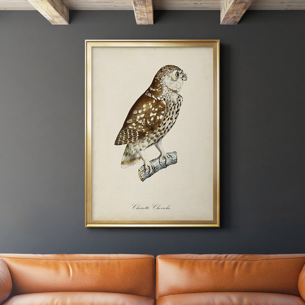 French Owls I - Modern Framed Canvas Print