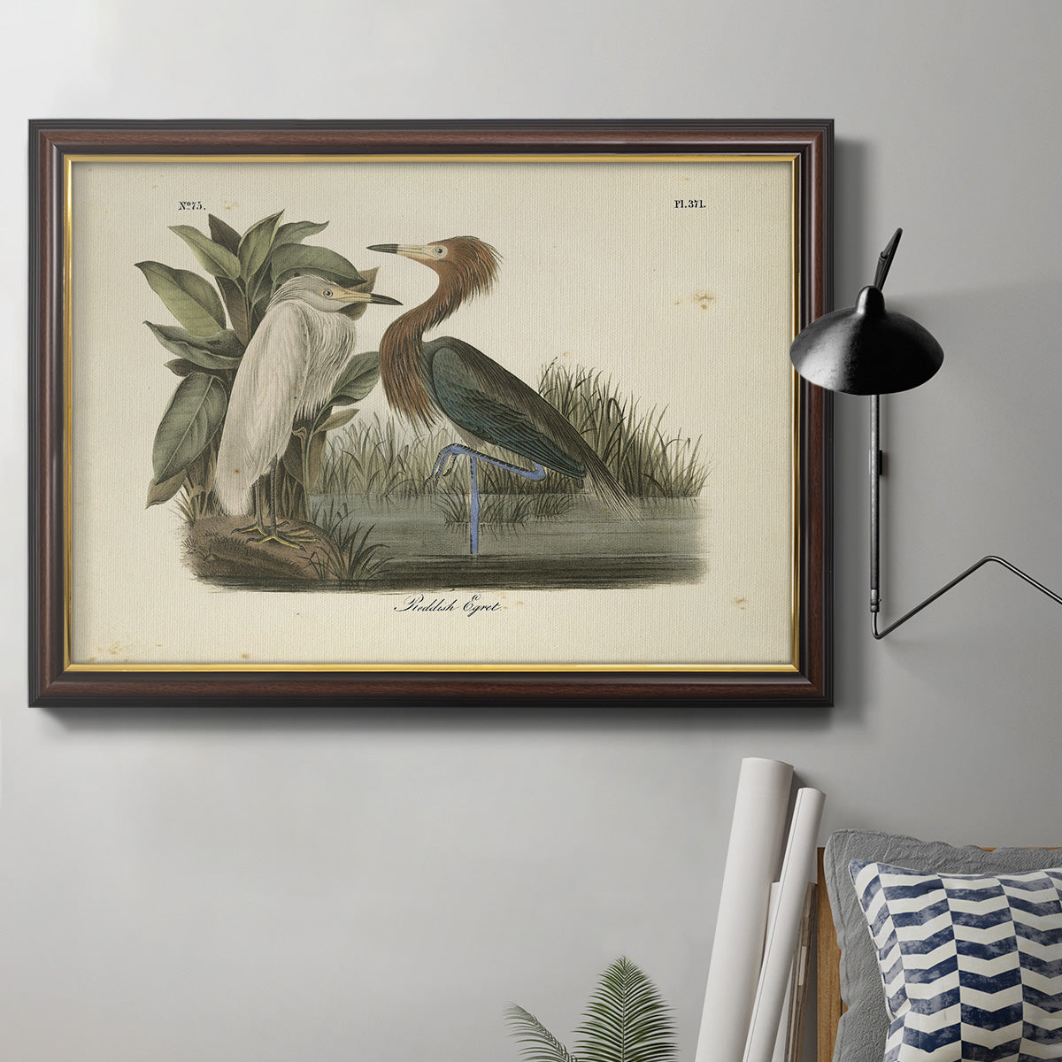 Audubons Reddish Egret Premium Framed Canvas- Ready to Hang