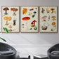 Mushroom Species VI - Framed Premium Gallery Wrapped Canvas L Frame 3 Piece Set - Ready to Hang