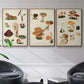 Mushroom Species IV - Framed Premium Gallery Wrapped Canvas L Frame 3 Piece Set - Ready to Hang