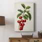 Antique Fruit II - Canvas Art Print
