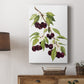 Watercolor Cherries - Canvas Art Print