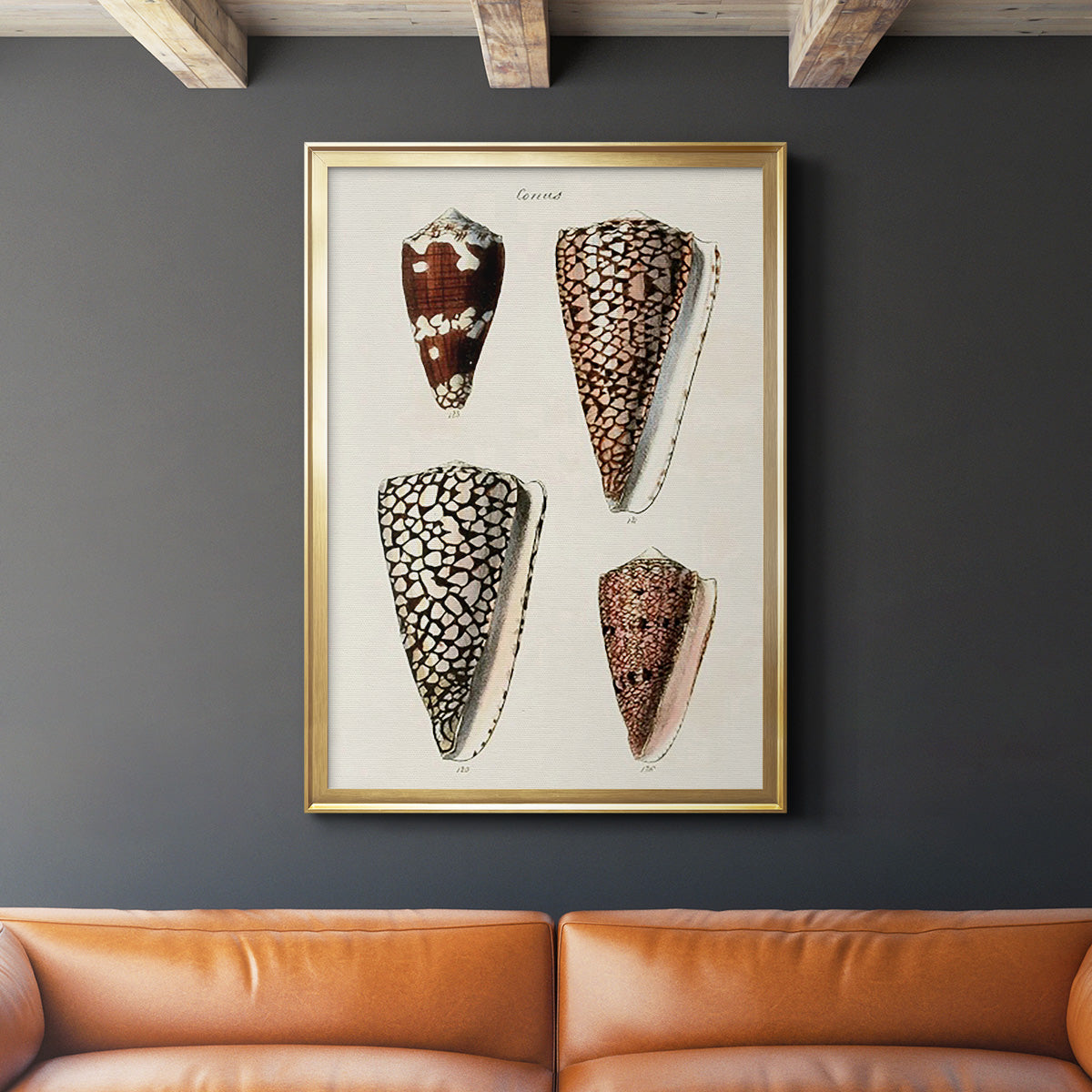 Cone Shell Collection I - Modern Framed Canvas Print