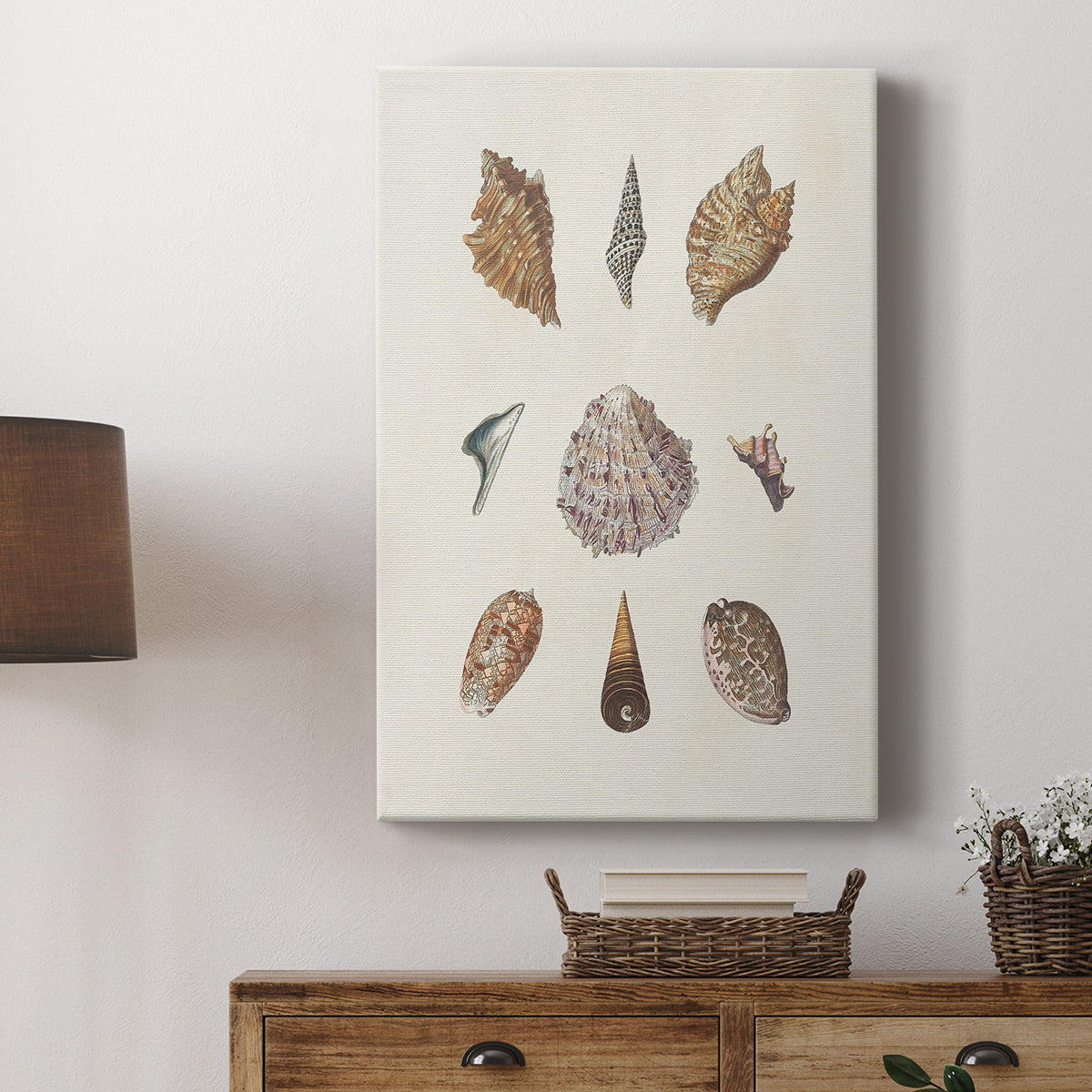 Knorr Shells & Coral VI - Canvas Art Print