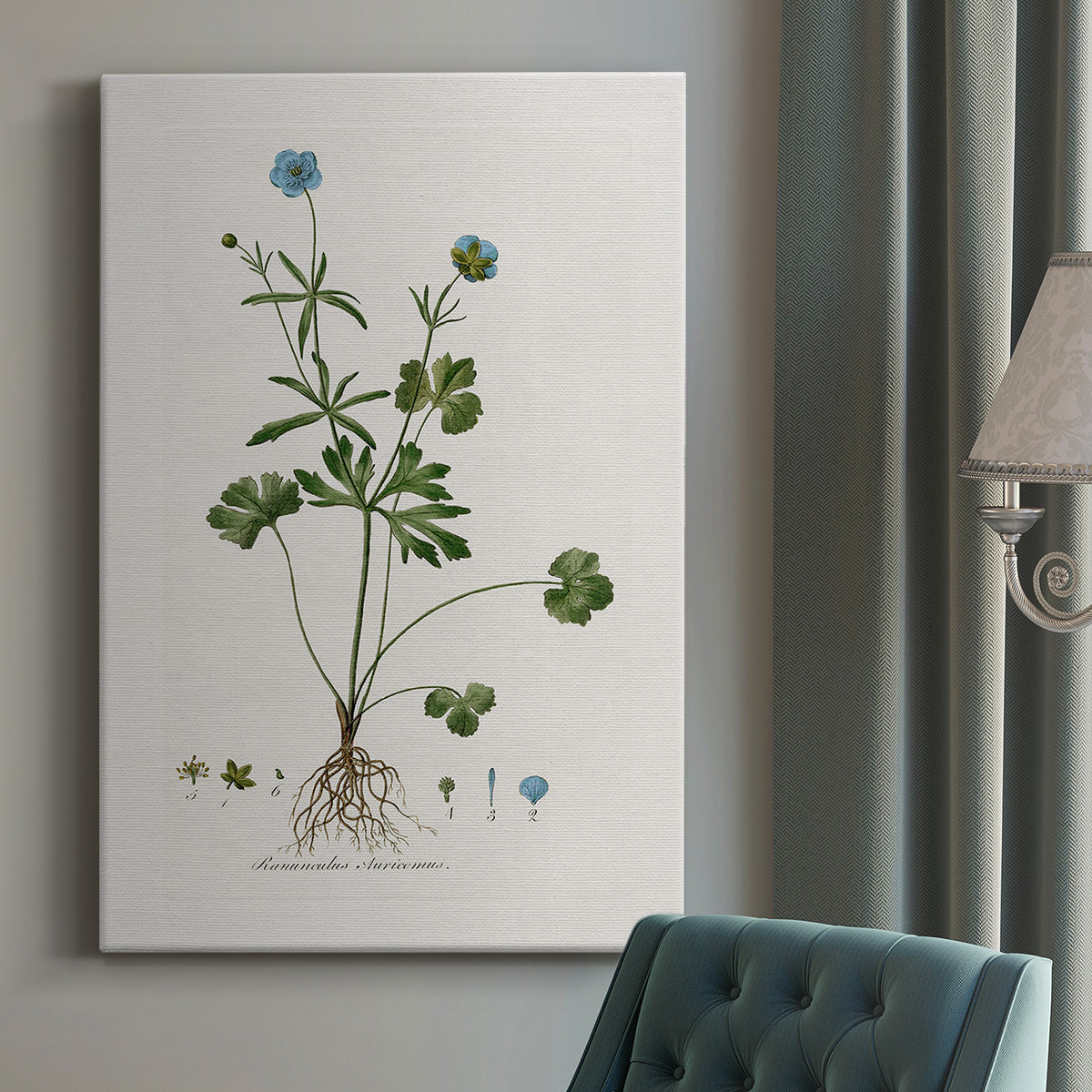 Buttercup Study - Canvas Art Print