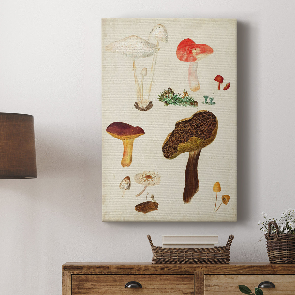 Mushroom Species XI - Canvas Art Print
