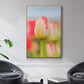 Twotone Tulip -  Framed Canvas Print